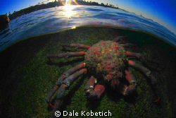 This foto was shot  a quarter mile offshore at Spider Cra... by Dale Kobetich 